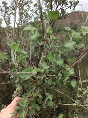 Malacothamnus fasciculatus nuttallii