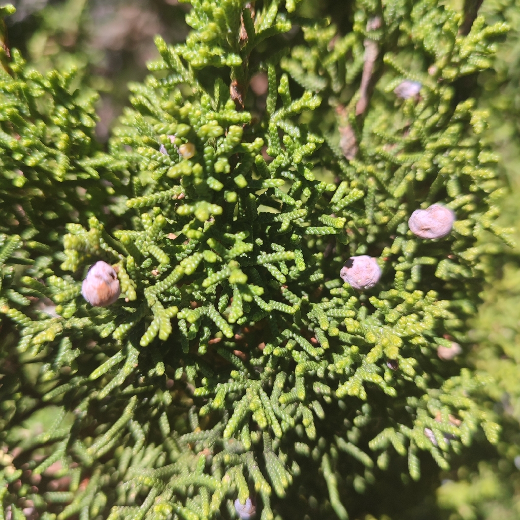 Durango juniper