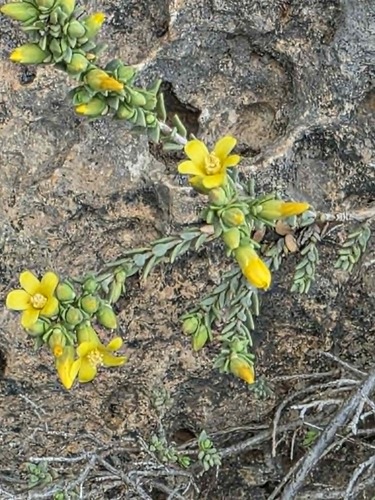 Egyptian St John's wort