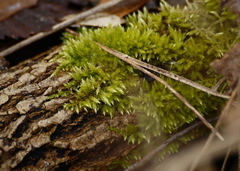 Drummondia prorepens