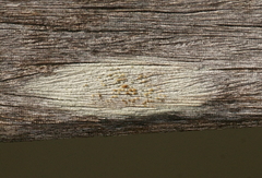 Lecanora symmicta