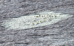 Lecanora symmicta