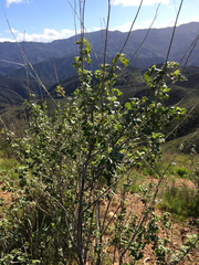 Malacothamnus fasciculatus nuttallii