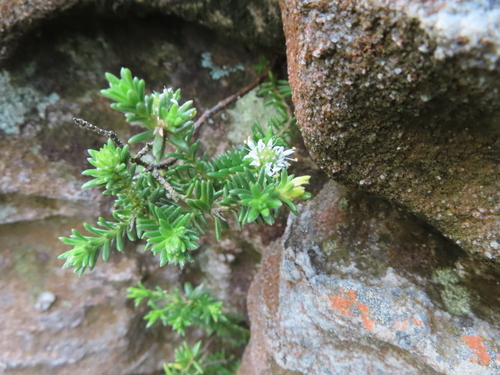 Stilbe rupestris (Stilbe rupestris)