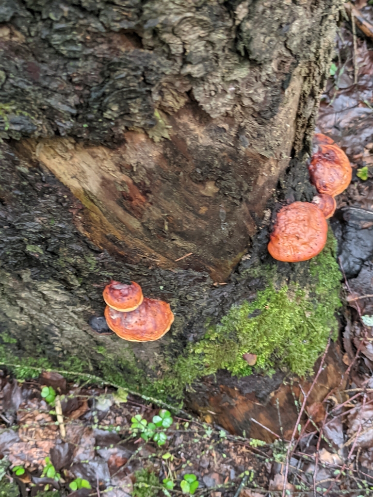 Fomitopsis pinicola · April 2026 · photo: © naturalist57011 (iNaturalist, cc-by)