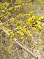 Forestiera pubescens pubescens