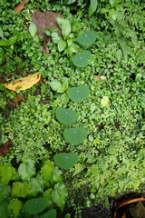 Stephania cephalantha