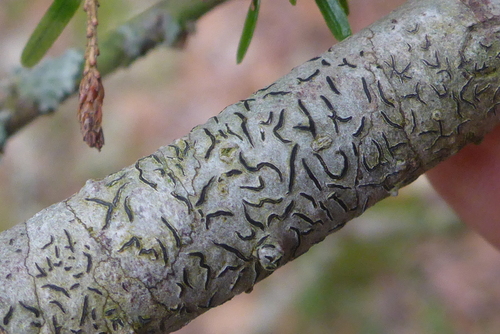 Common Script Lichen