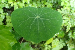 Stephania cephalantha