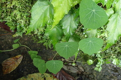 Stephania cephalantha