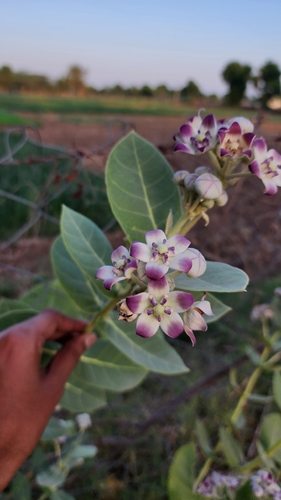 giant milkweed