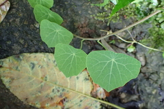 Stephania cephalantha