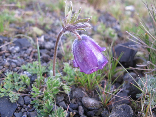 Pulsatilla albana (Pulsatilla albana)
