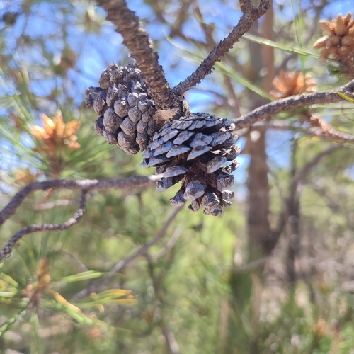 Pinus teocote, 2026-04-26