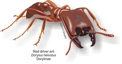 Dorylus helvolus