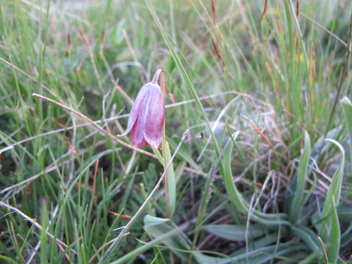 Image of Fritillaria caucasica by (c) Grzegorz Grzejszczak, some rights reserved (CC BY-SA)