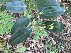 Neolitsea sericea