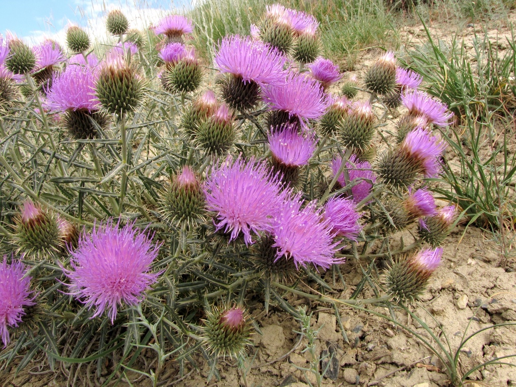 Cardueae