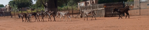 Donkey