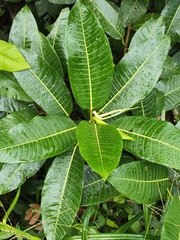 Ficus insipida, photograph (c) Silvia Ten, some rights reserved (CC BY)