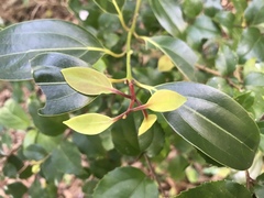Neolitsea sericea