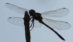 Macrothemis celeno