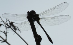 Macrothemis celeno