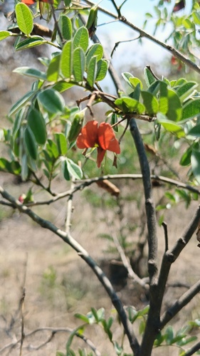 Brongniartia intermedia, photograph 6