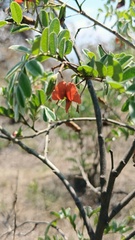 Brongniartia intermedia, photograph (c) Eduardo Manuel Quiroz Lozano, some rights reserved (CC BY)