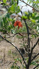 Brongniartia intermedia, photograph (c) Eduardo Manuel Quiroz Lozano, some rights reserved (CC BY)