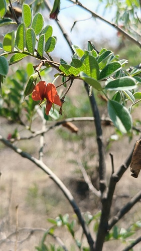 Brongniartia intermedia, photograph 4