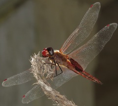 Tramea abdominalis