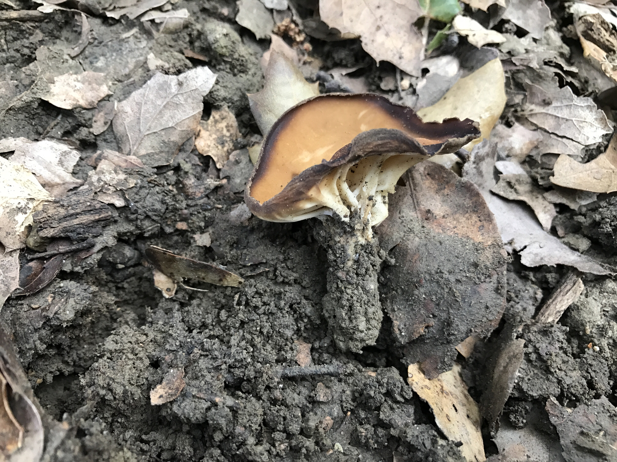 Helvella acetabulum image