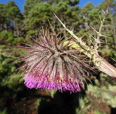 Cirsium jorullense