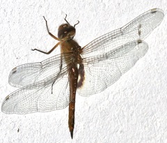 Tramea abdominalis