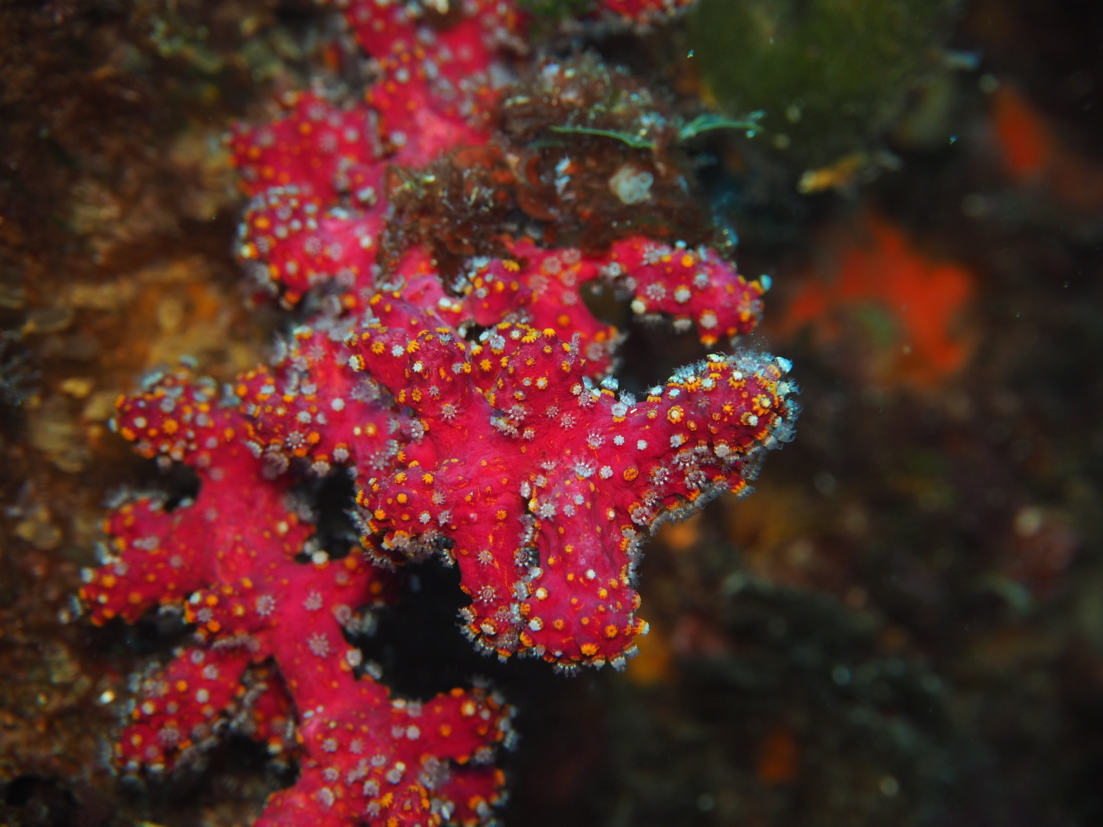 Alcyonium coralloides (Pallas, 1766)