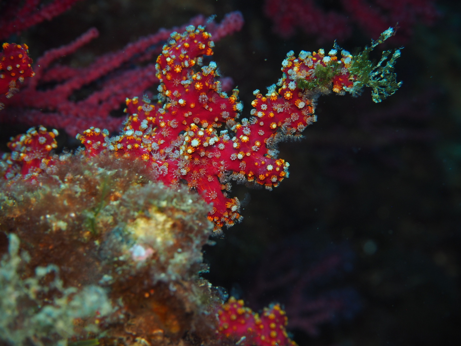 Alcyonium coralloides (Pallas, 1766)