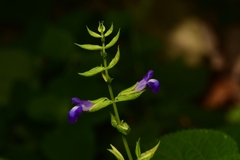 Salvia caudata