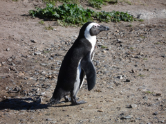 Spheniscus demersus