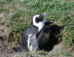 Spheniscus demersus