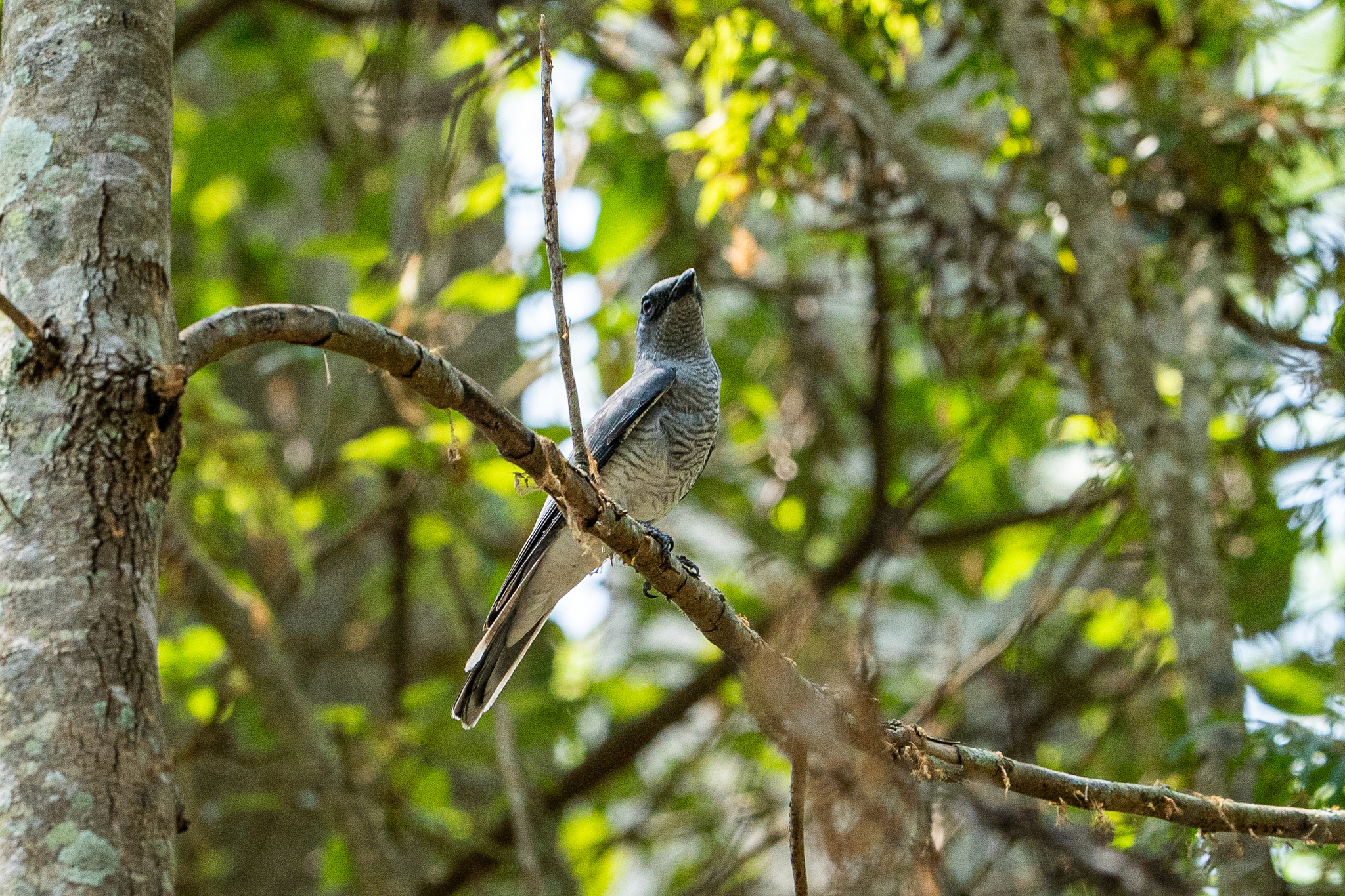 Indian Cuckooshrike (Coracina macei), photo 4