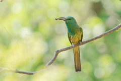 Blue-Bearded Bee-Eater photo 2
