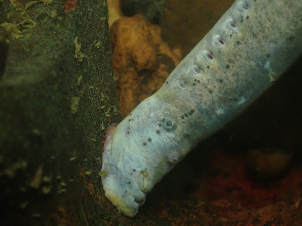 Ohio lamprey (Ichthyomyzon bdellium) — Petromyzontidae
