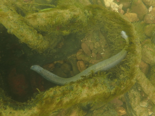 Ohio lamprey (Ichthyomyzon bdellium) — Petromyzontidae