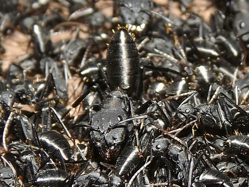 Camponotus morosus