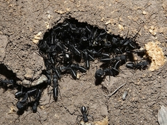 Camponotus morosus