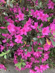 Rhododendron simsii