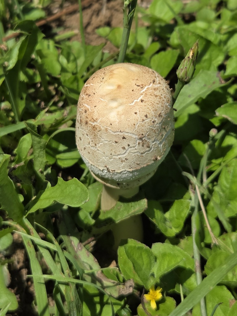 Chlorophyllum molybdites · April 2026 · photo: © jthomlinson (iNaturalist, cc-by)