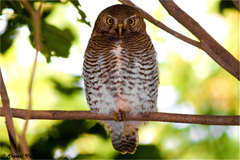 Glaucidium radiatum