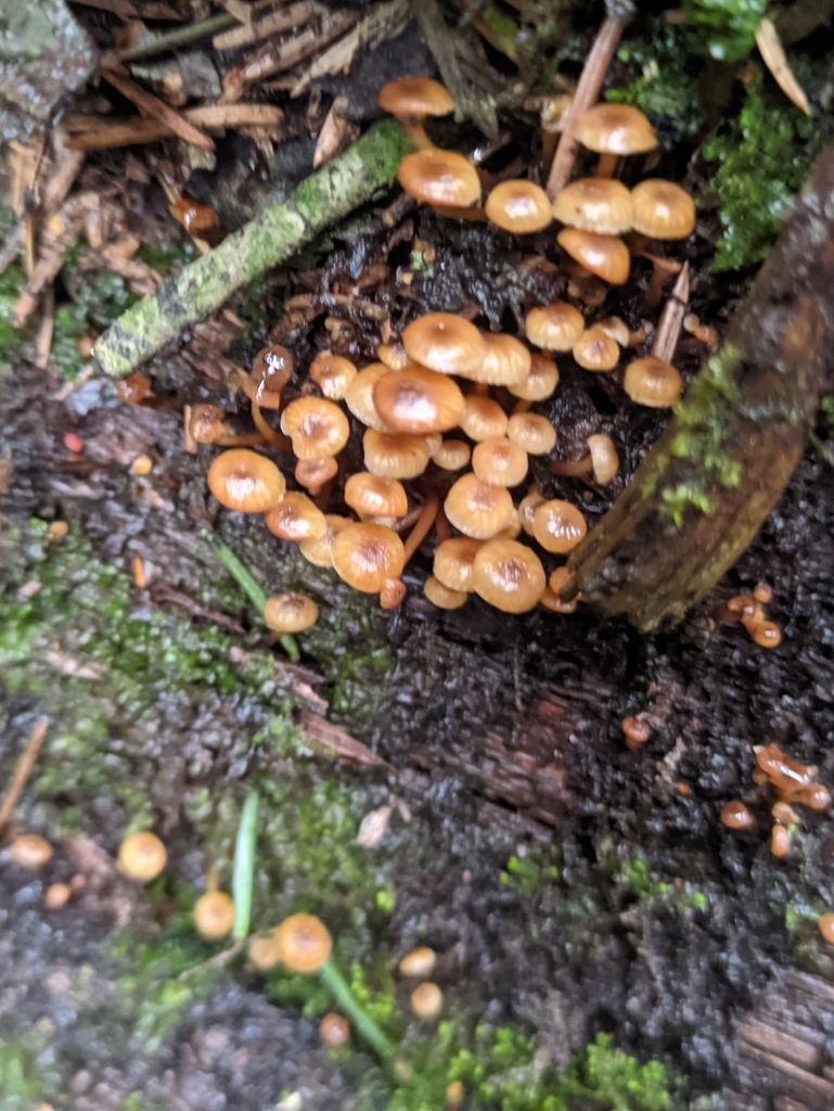 Xeromphalina campanella · April 2026 · photo: © naturalist57011 (iNaturalist, cc-by)